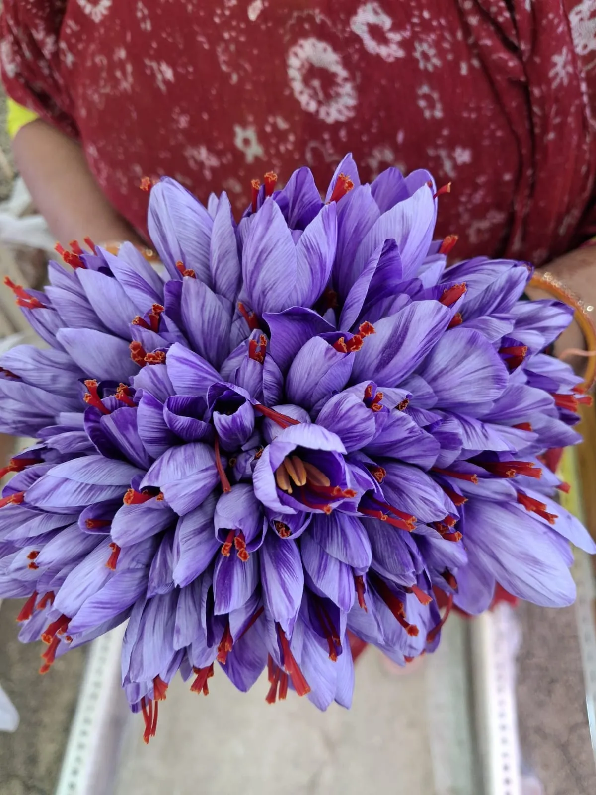 The delicate saffron crocus, source of the world's most expensive spice