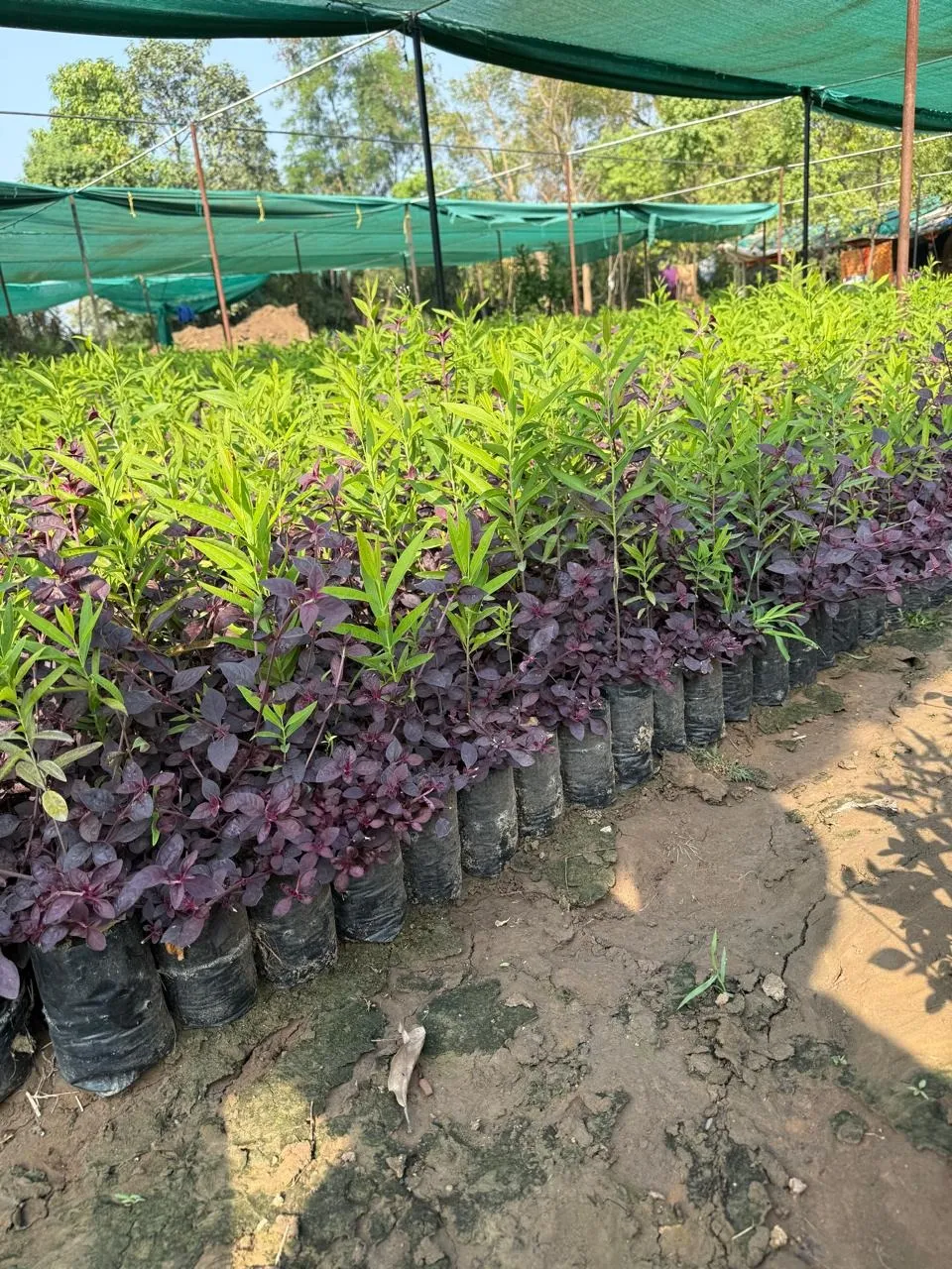 Sandalwood saplings growing alongside their primary host plants in the nursery