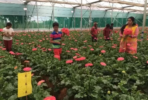 A glimpse of Vensai Floriculture Farm