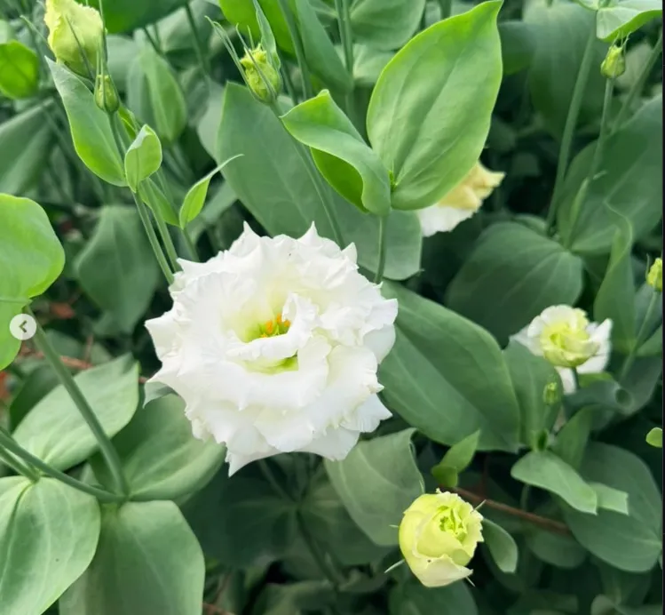 The beautiful ruffled blooms of the lisianthus