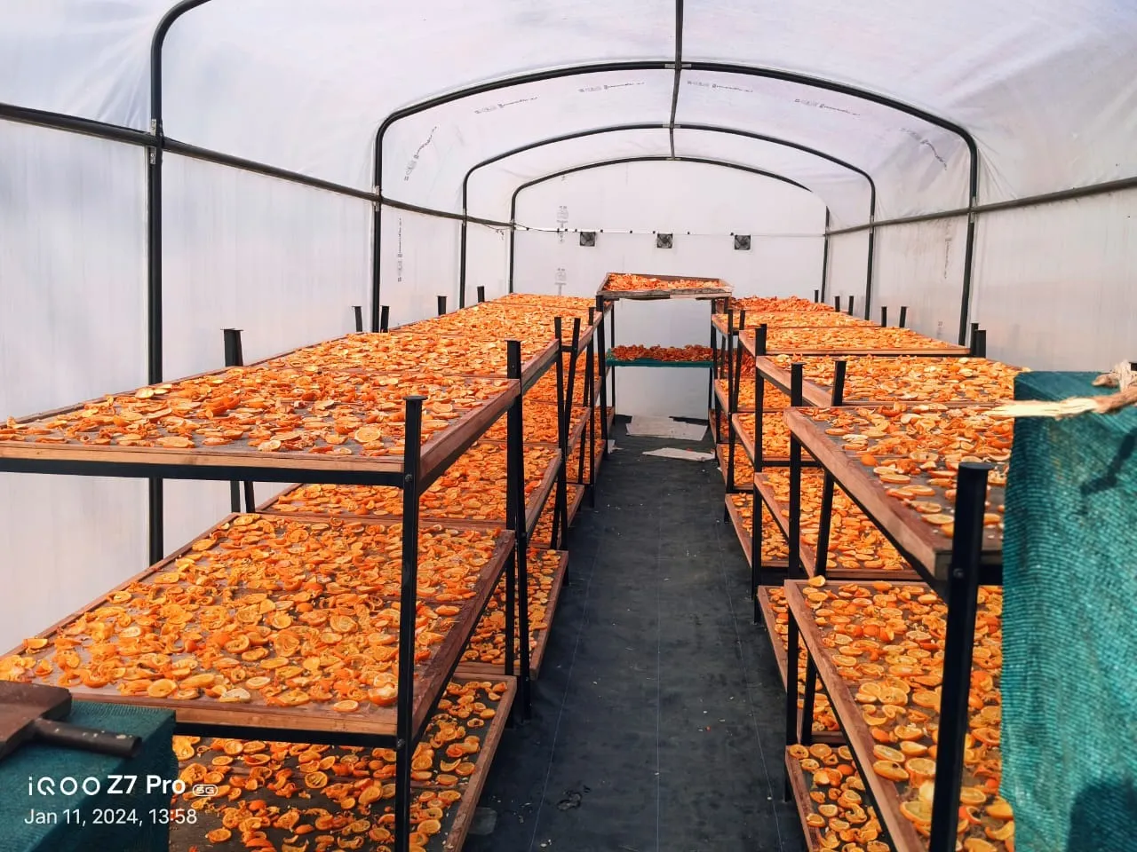 Sun-drying apricot halves on tiered racks