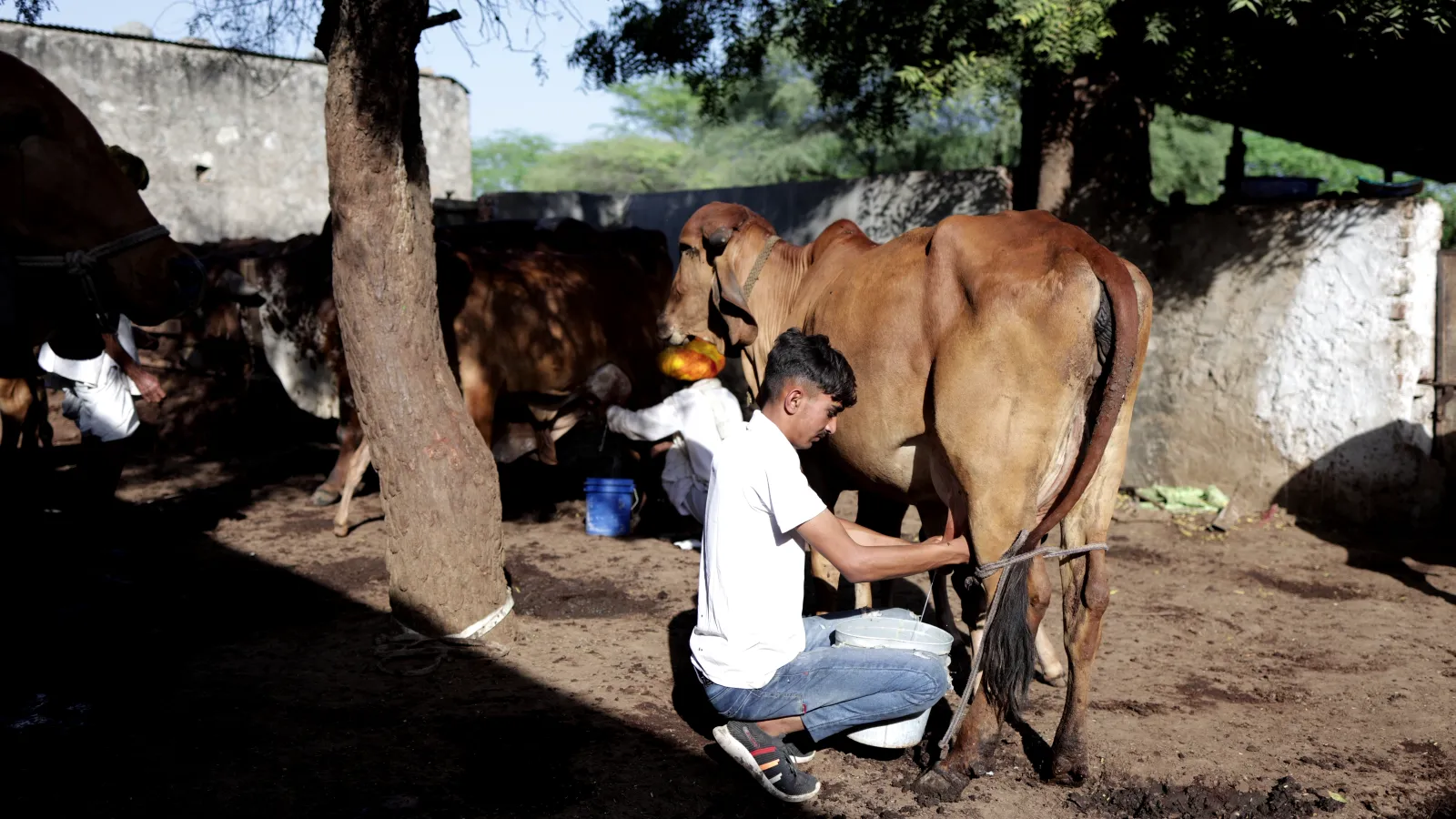 2. A farmer milking a Gir cow at Gopalak Farms in Alwar, Rajasthan