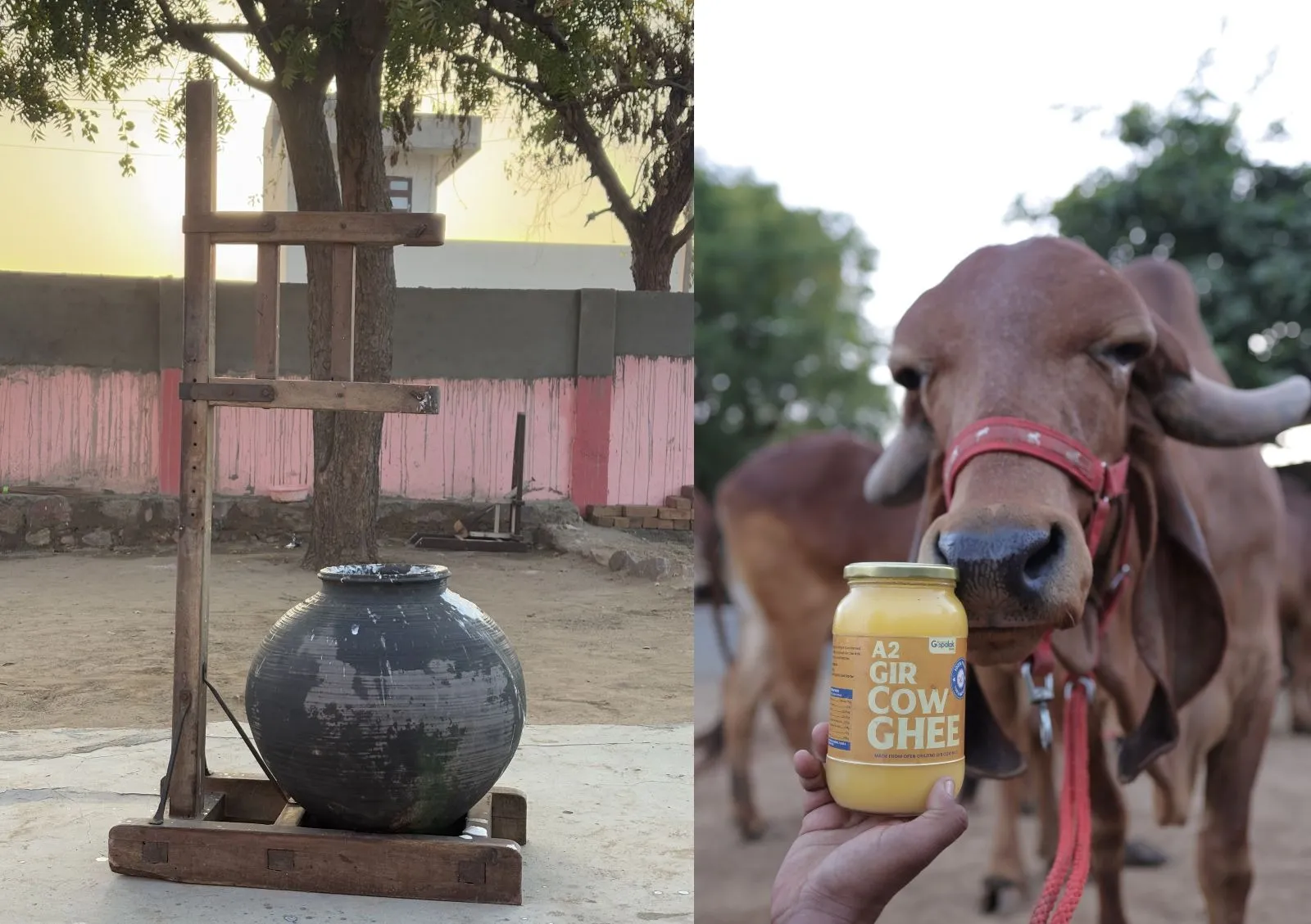 3. Pure A2 Gir cow ghee - made with traditional bilona method