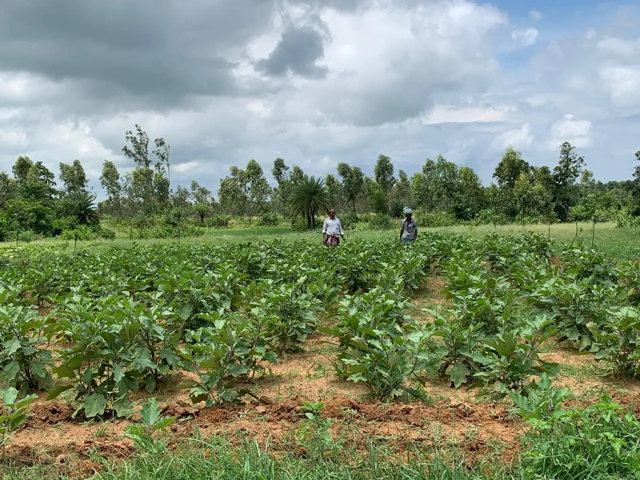 A glimpse of the organic farming land where earlier experiments were conducted