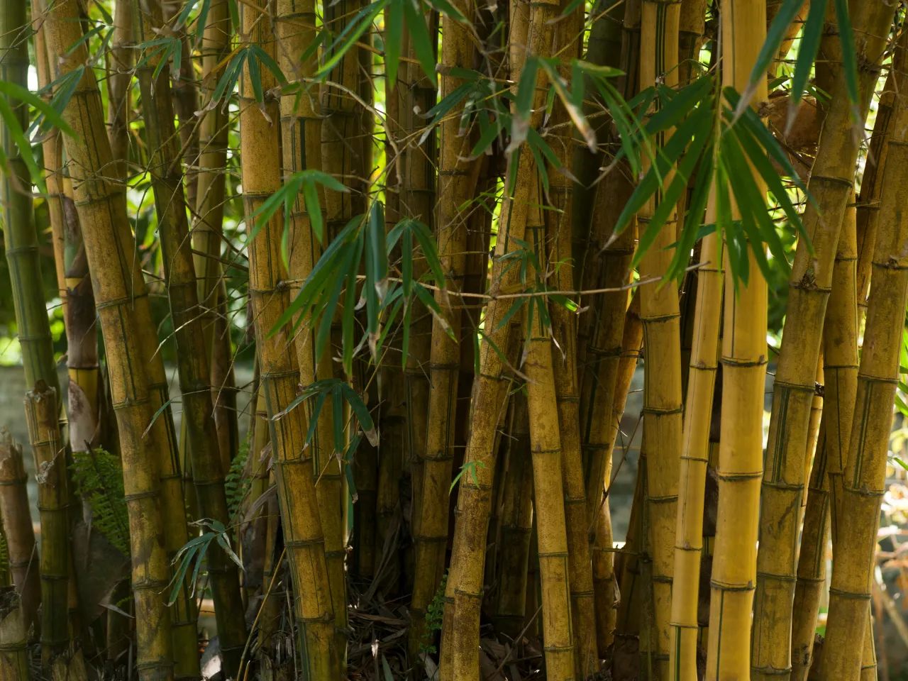 Bamboo Startup Story