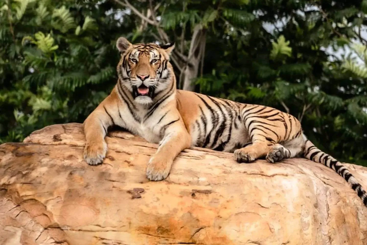 Vantara Tiger