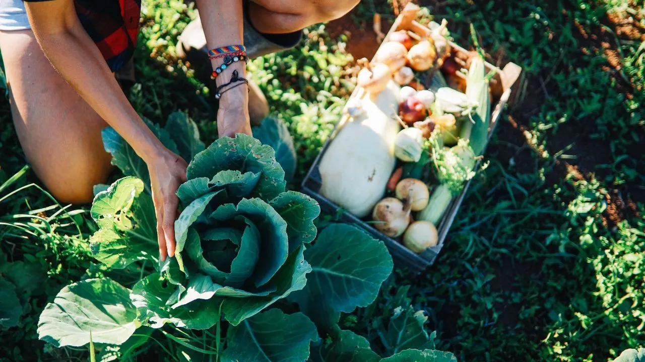 Launch an Organic Food Business