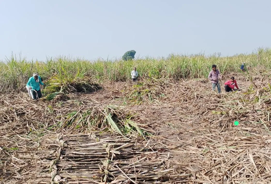 गन्ने की छिलाई करते किसान