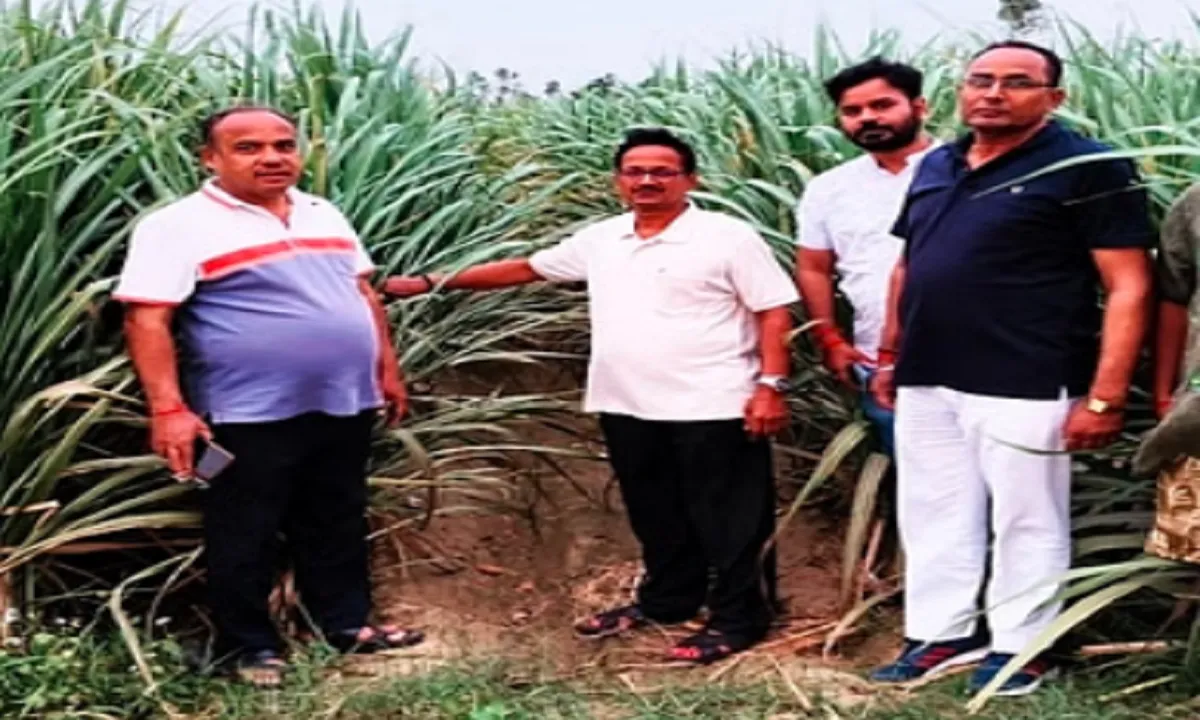 गंगानगर कृषि फार्म पर गन्ना खेती का निरीक्षण करते गोरखनाथ कृषि विज्ञान केंद्र