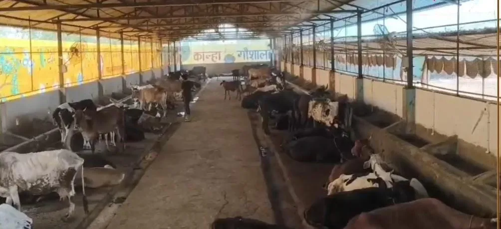 वाईवीएन