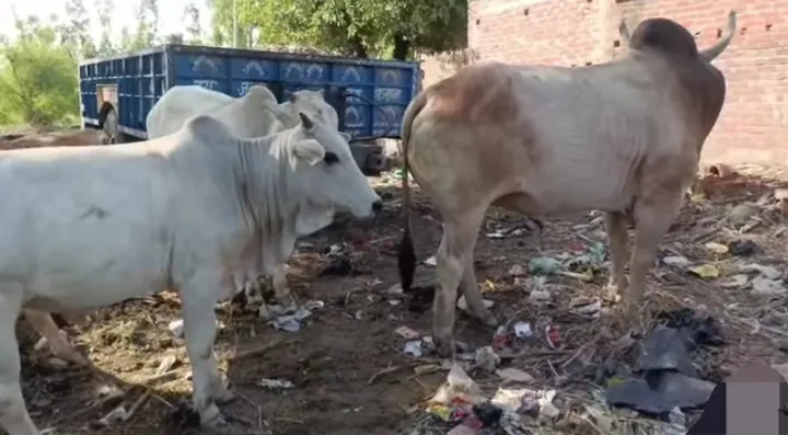 शाहजहांपुर