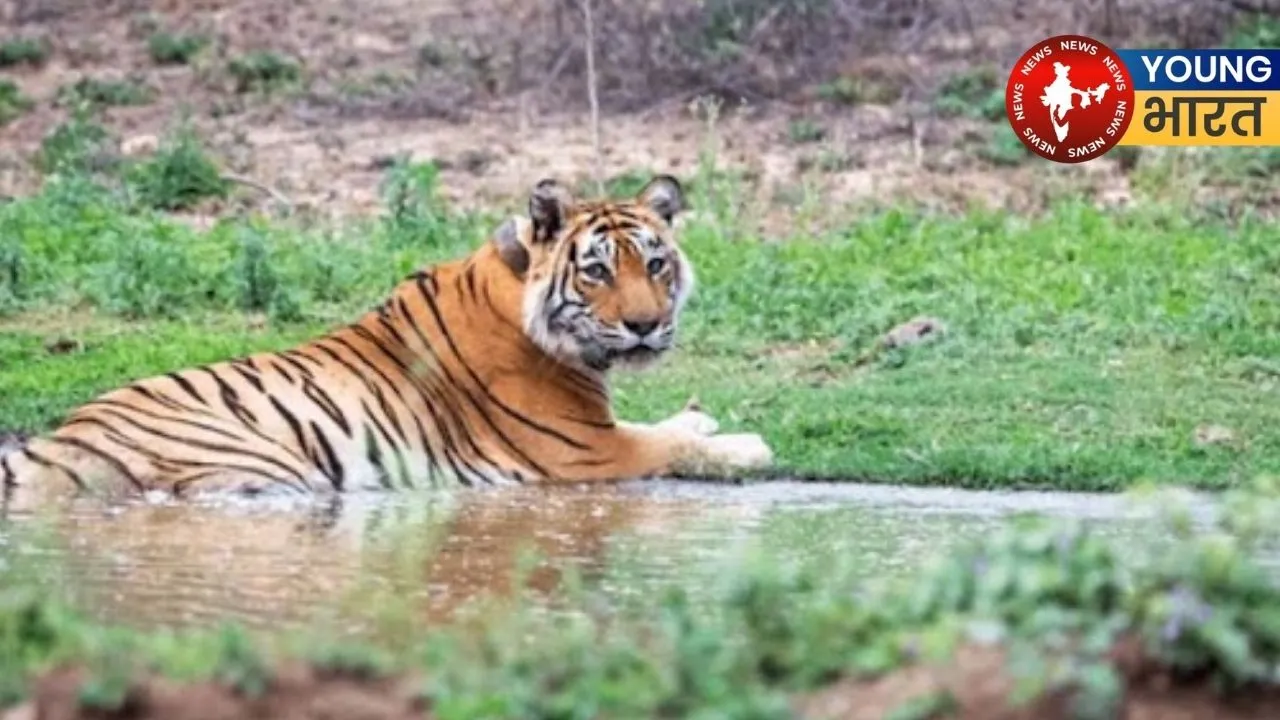 Sariska Tigar Reserve