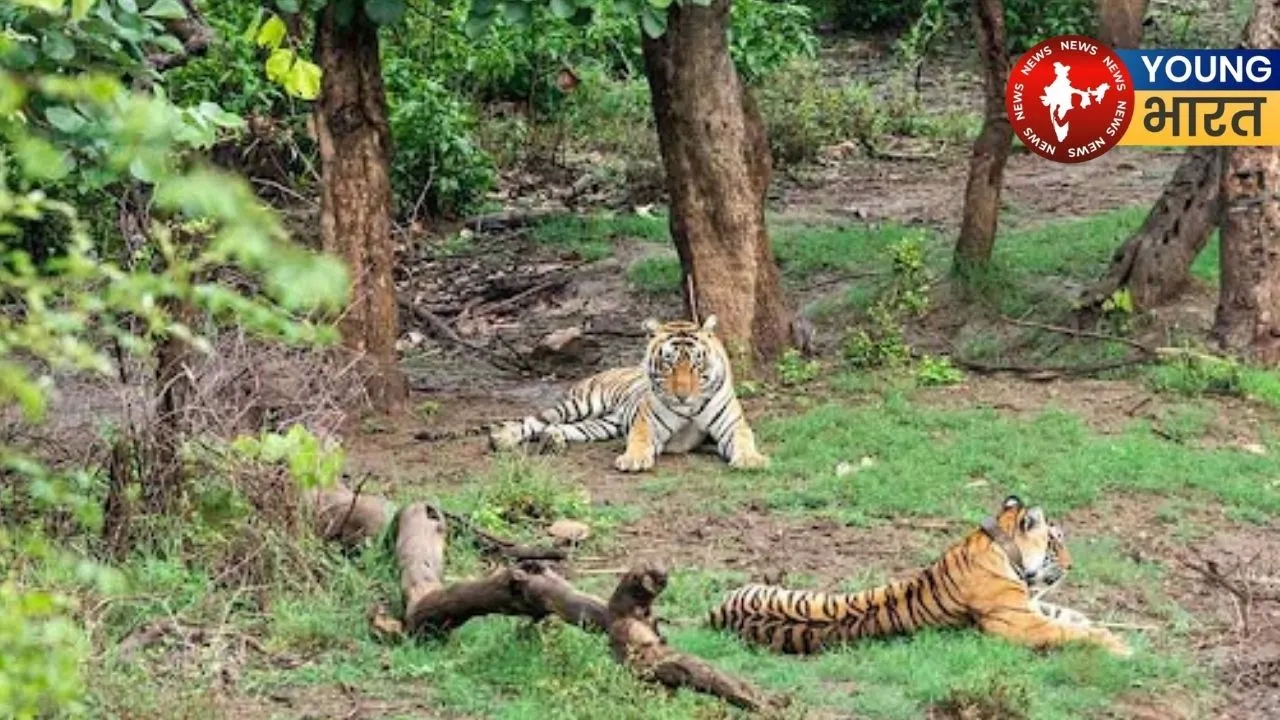 Sariska Tiger