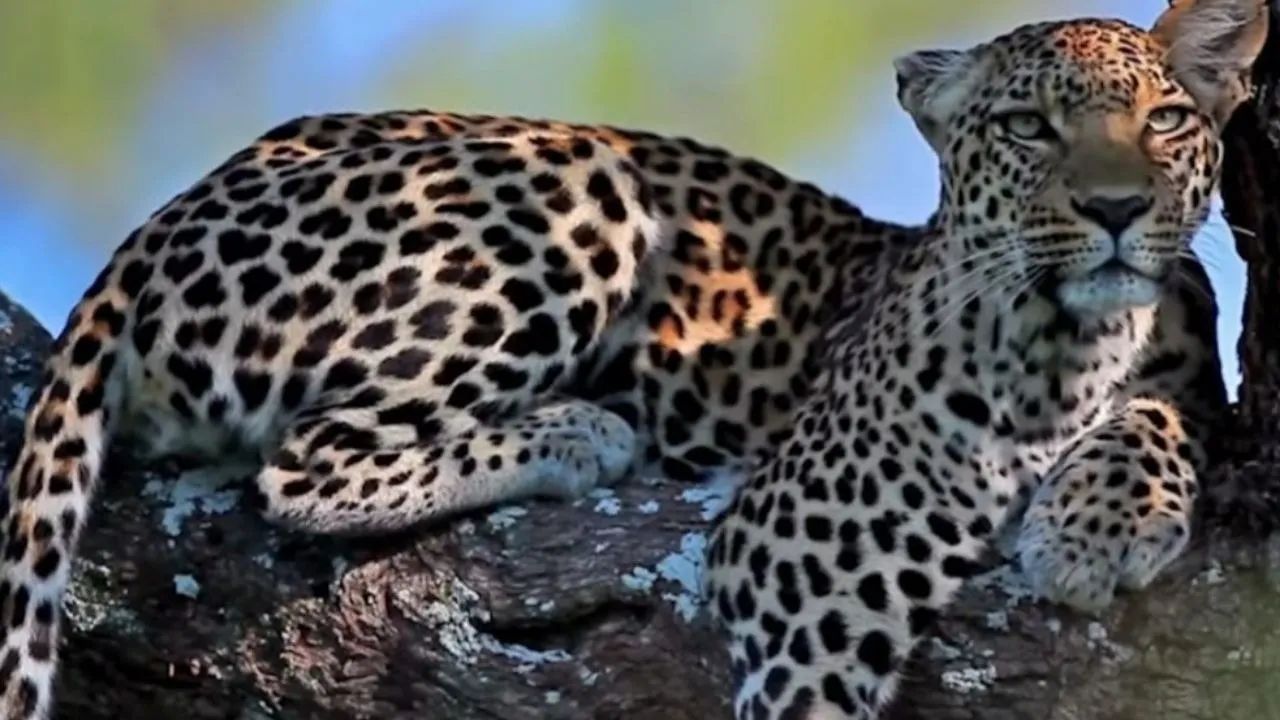 leopard in Ramgarh