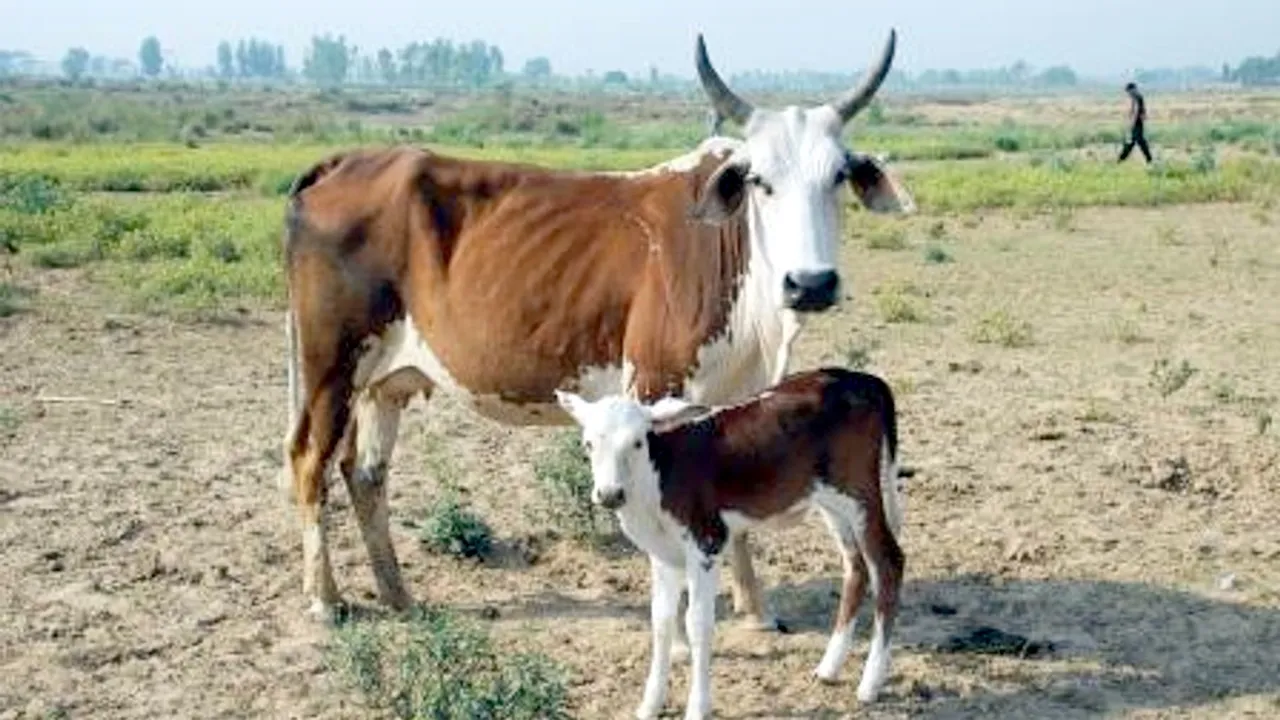 जिस गोबर की बदबू से हम नाक सिकोड़ते हैं वही China से लेकर US-कुवैत तक के लिए बना 'काला सोना' | यंग भारत न्यूज