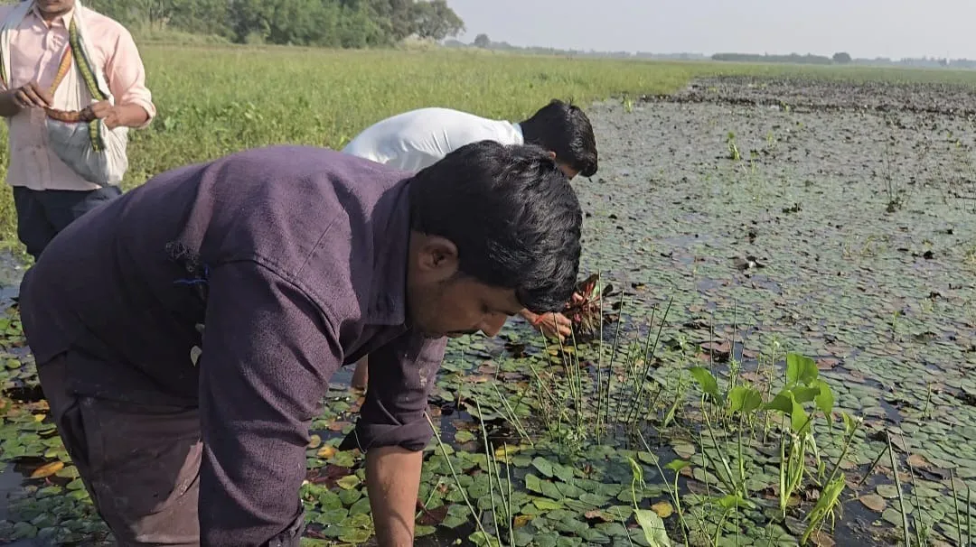 तहसील सदर के गांव दारापुर चठिया में सिंघाडा तोडते किसान