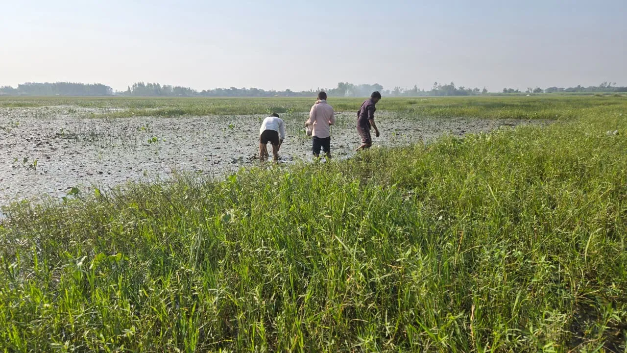 तहसील सदर के गांव दारापुर चठिया में  जल प्लावित हजारों हेक्टेयर जमीन