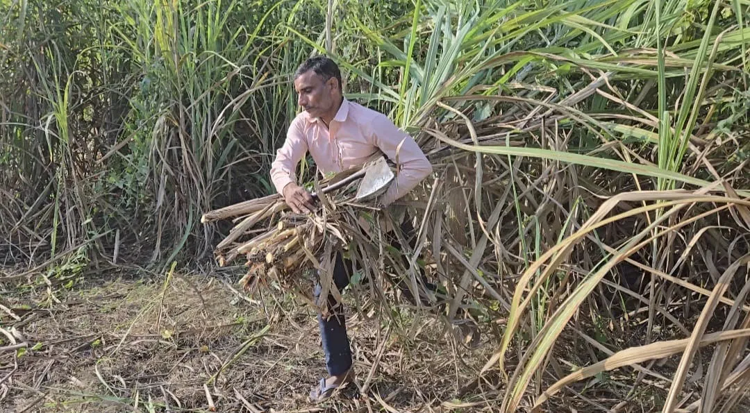 शाहजहांपुर में गन्ना कटाई की जोरदार शुरुआत, किसानों के चेहरों पर लौटी रौनक