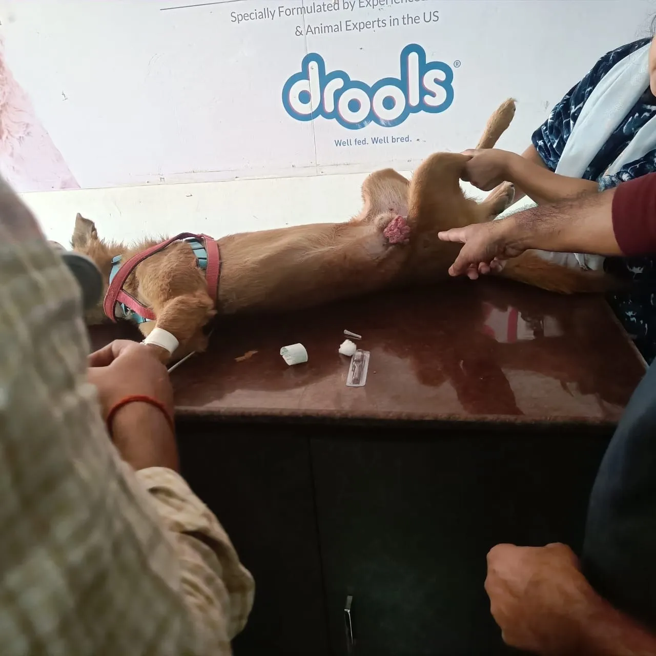 कुत्ता का उपचार करते  चिकित्सक