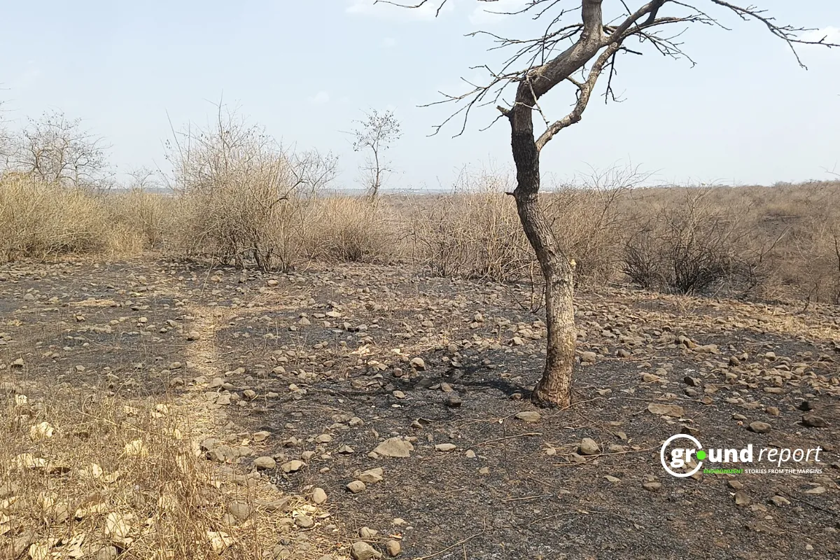 forest fire