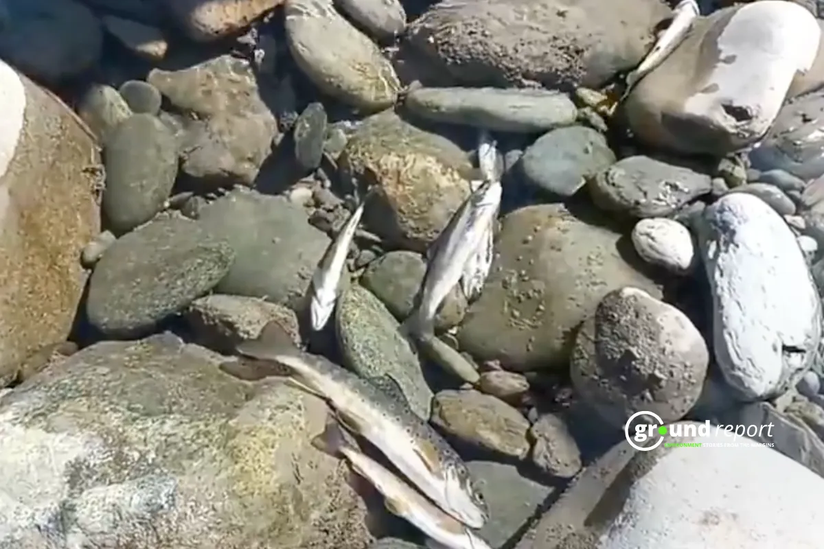 Fishes deaths1