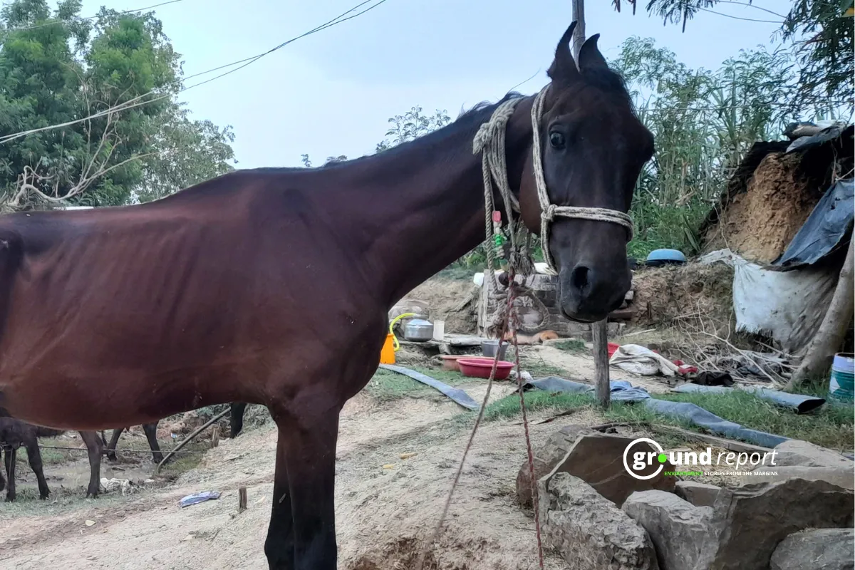 horse madhya pradesh death 3