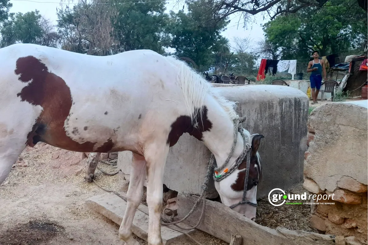 horse madhya pradesh death 4