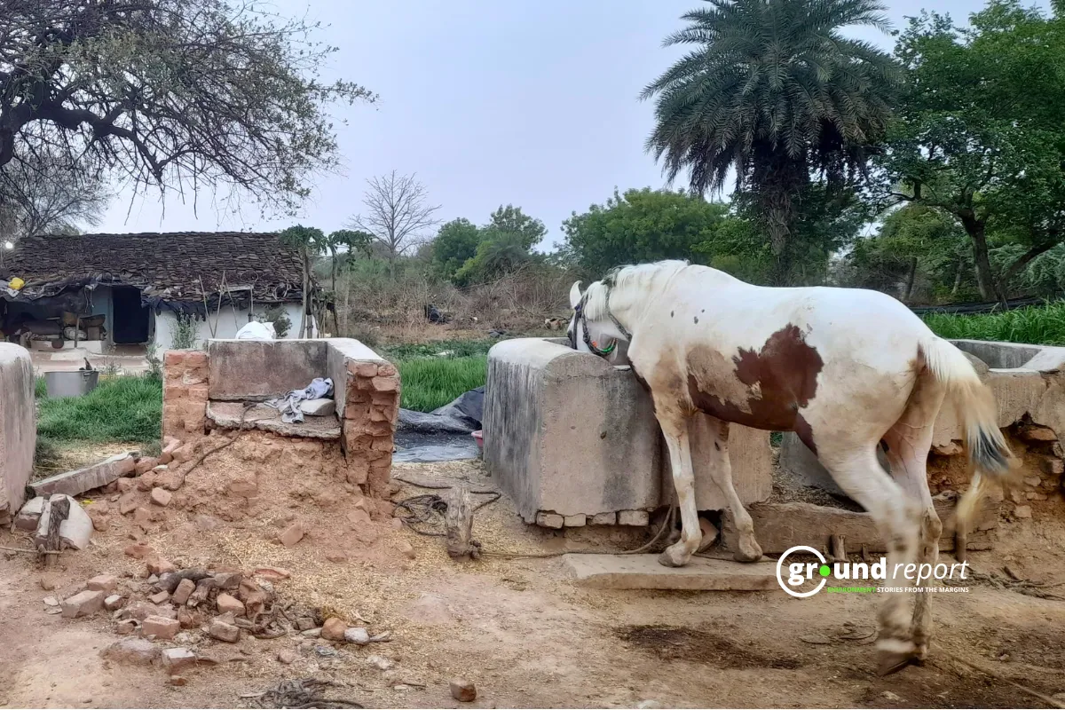 horse madhya pradesh death 5