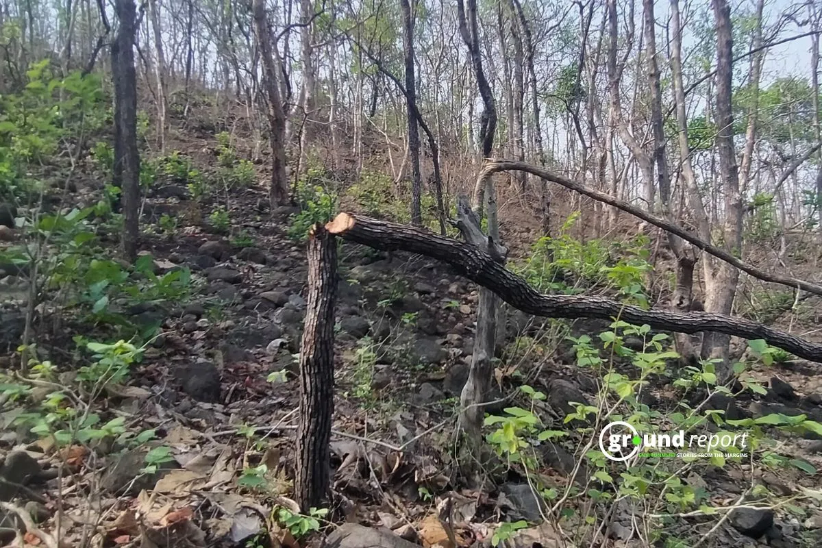 Deforestation activity in Bhopal
