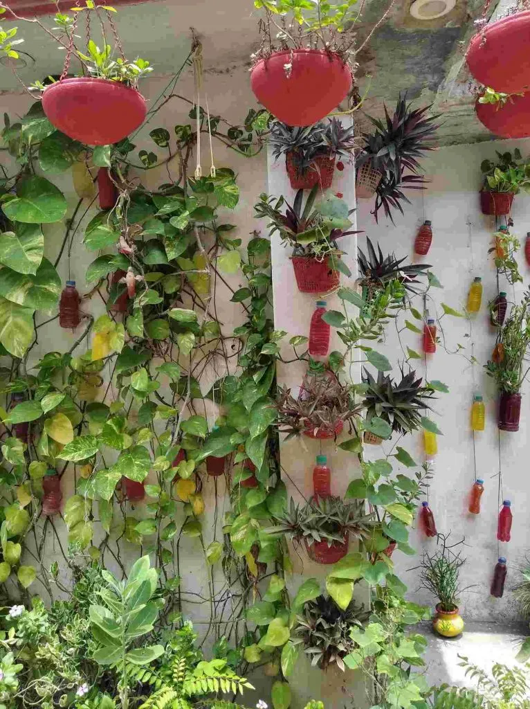 Different plants in Vidhya's Balcony