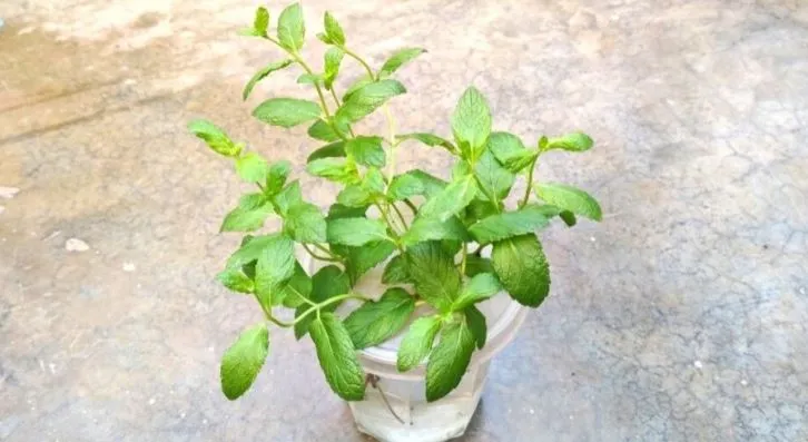 Get fresh mint