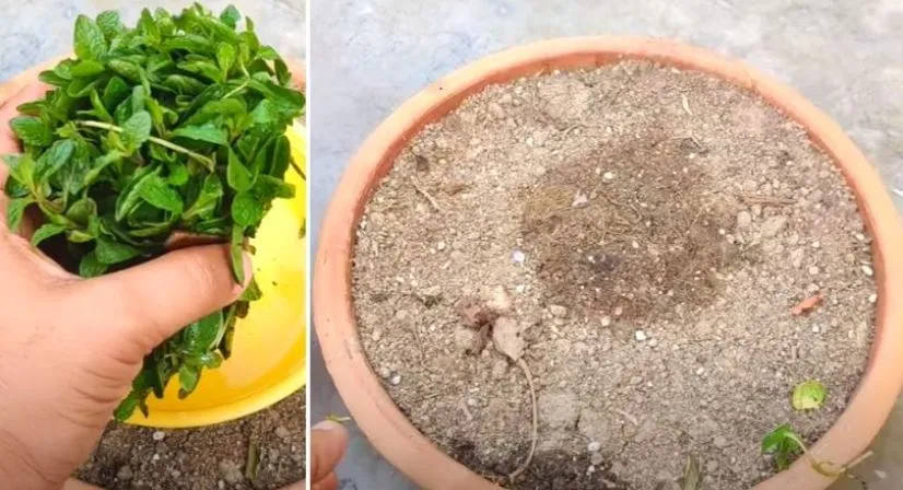 Grow mint at home