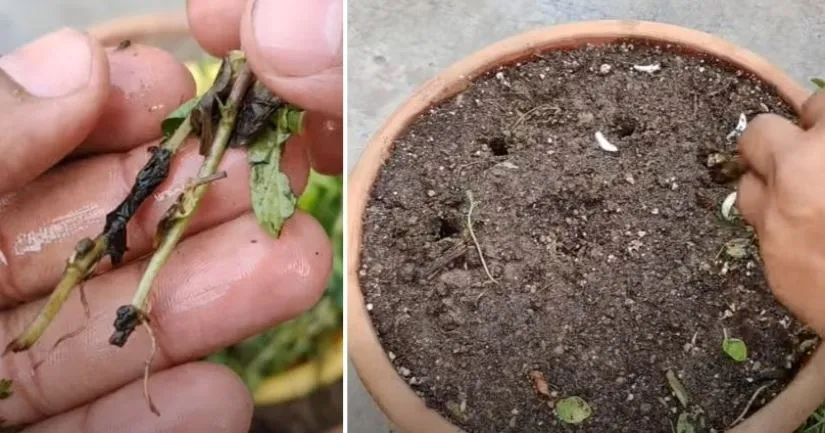 Mint plantation