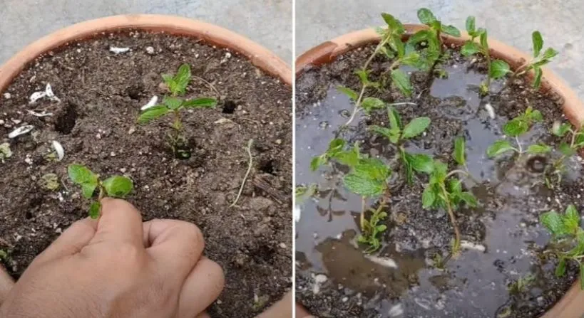 Process of mint plantation
