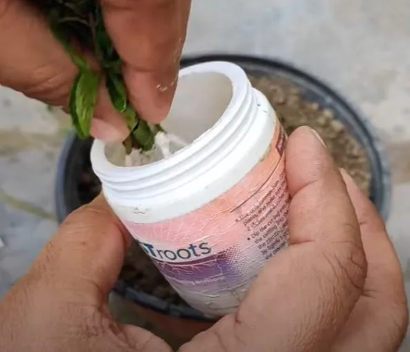 Taking care of mint plants