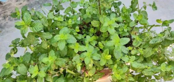 fresh mint in 25 days