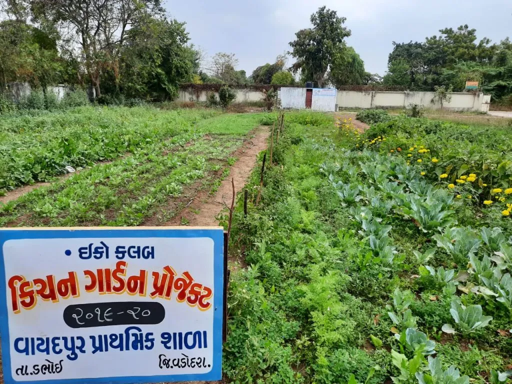 Principal planted vegetables in school ground<br />
