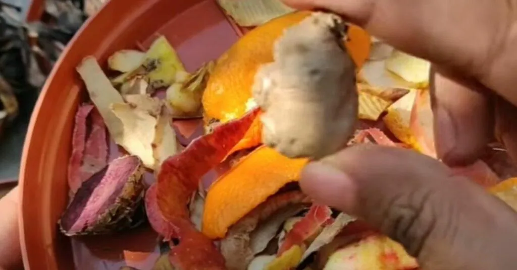 Vegetables Peels