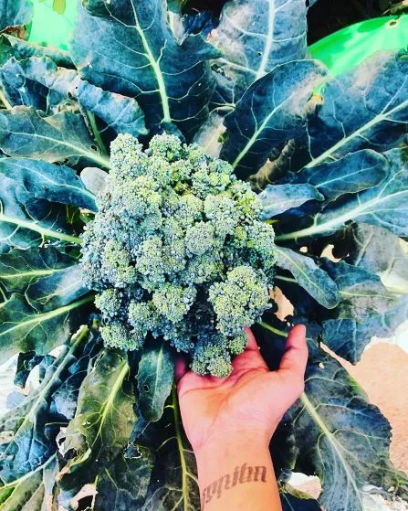 Black Flower from Saniha's Farm