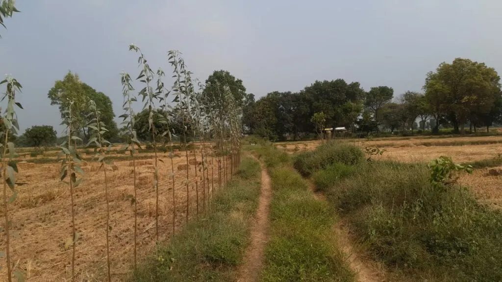 Eucalyptus in Farm