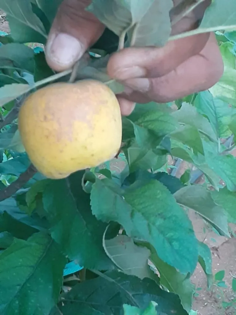 Apple farming in desert