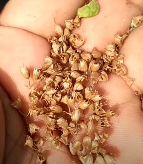 Tulasi Seed