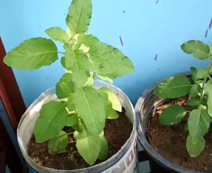 Tulsi Plant