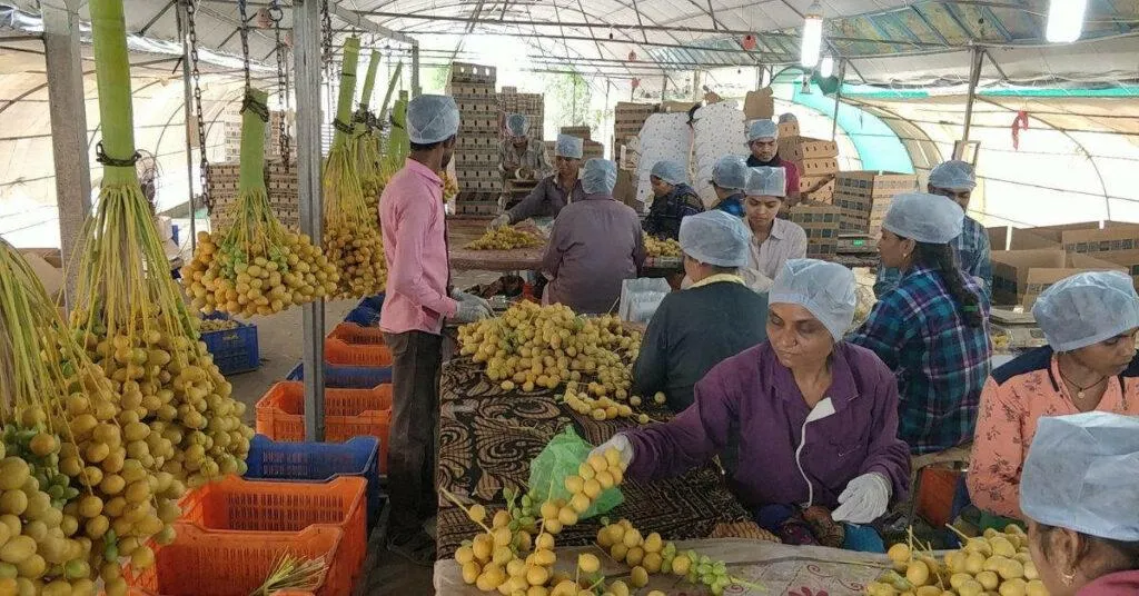 Date Farm