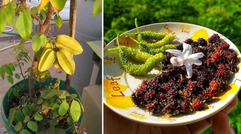 Home Grown Fruits