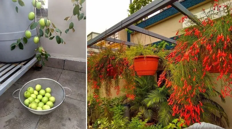 Gardening