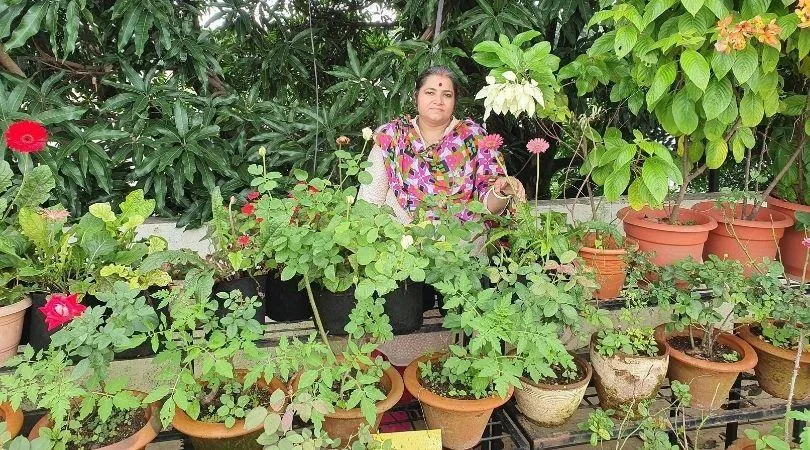 Grow Chilli