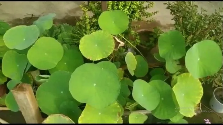 Grow Lotus