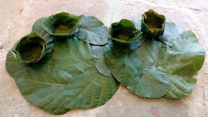 Leaf Plate