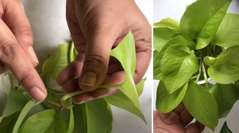 Grow Money Plant